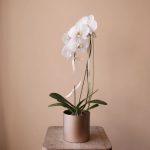 گلدان ارکیده سفید با گل درشت به همراه گلدان طلایی