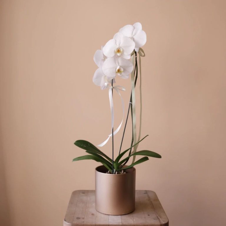گلدان ارکیده سفید با گل درشت به همراه گلدان طلایی