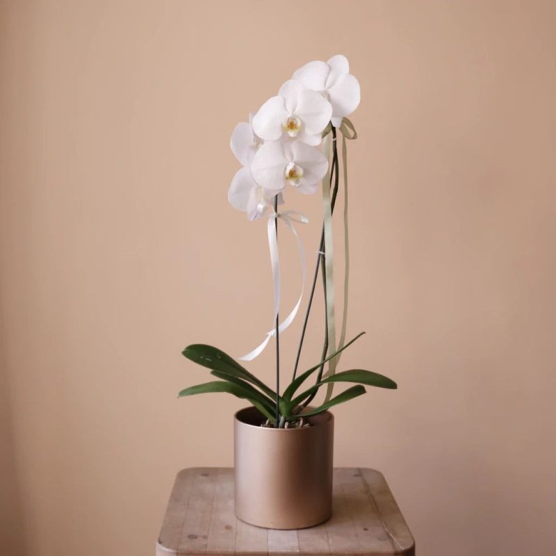 گلدان ارکیده سفید با گل درشت به همراه گلدان طلایی