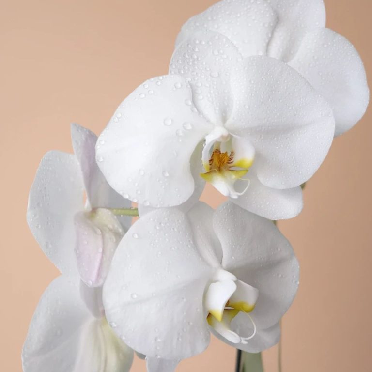 گل ارکیده سفید