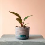 فیلودندرون ردکنگو به همراه گلدان سرامیکی