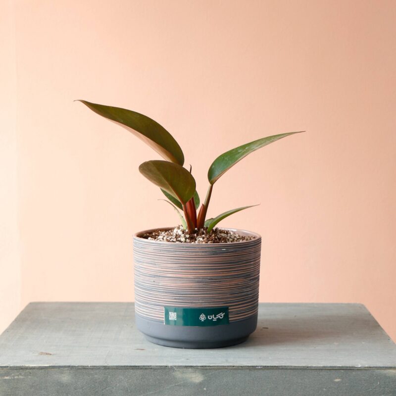 فیلودندرون ردکنگو به همراه گلدان سرامیکی