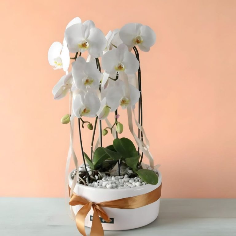 گلدان ارکیده بزرگ و دو شاخه با گلدان سرامیکی گلفروشی گیان