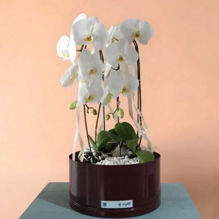 گلدان ارکیده دو شاخه با گلدان فلزی لوکس