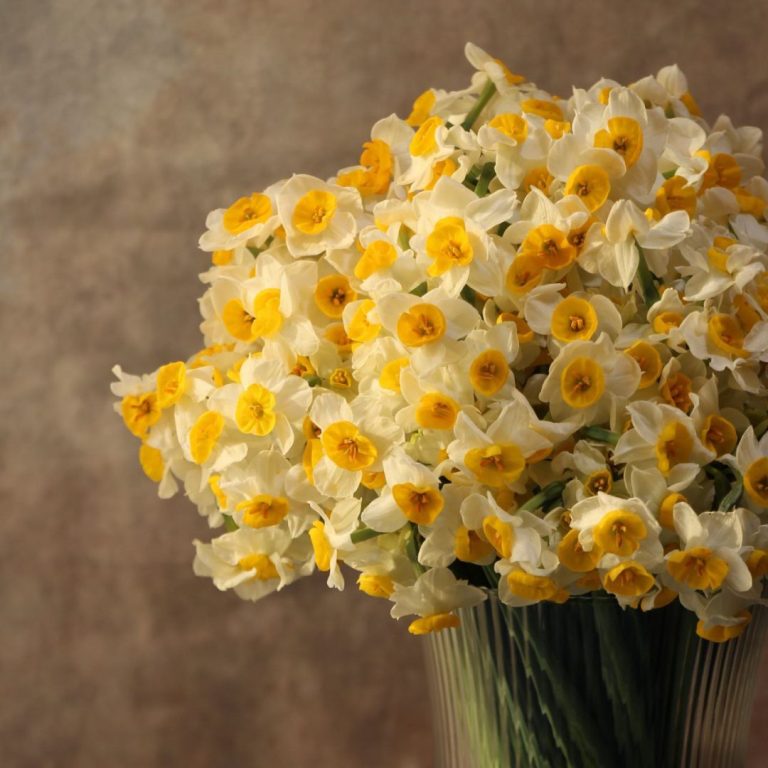 خرید آنلاین گل نرگس با کیفیت