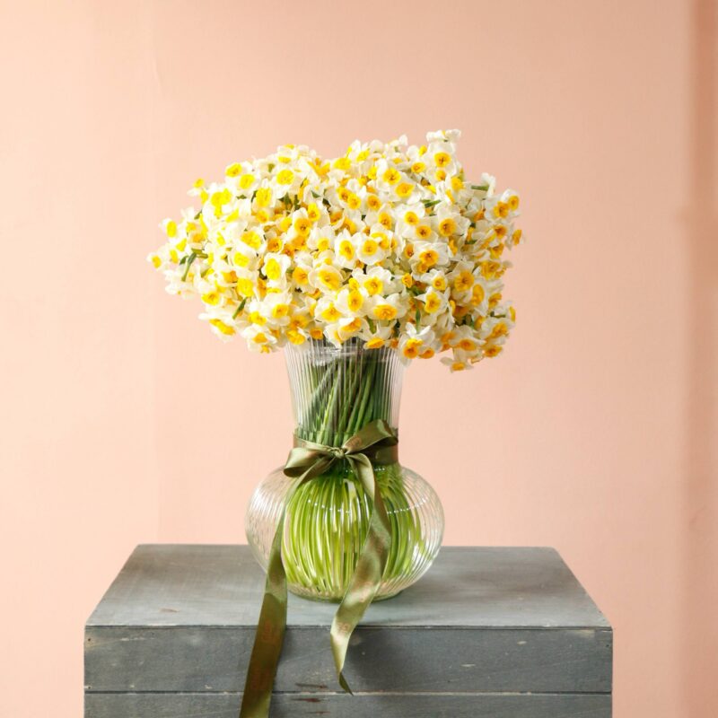 گلدان نرگس مینیمال بزرگ ۱۵۰ شاخه نرگس