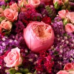 رز ژولیت صورتی