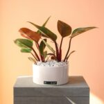 فیلودندرون ردکنگو پر شاخه