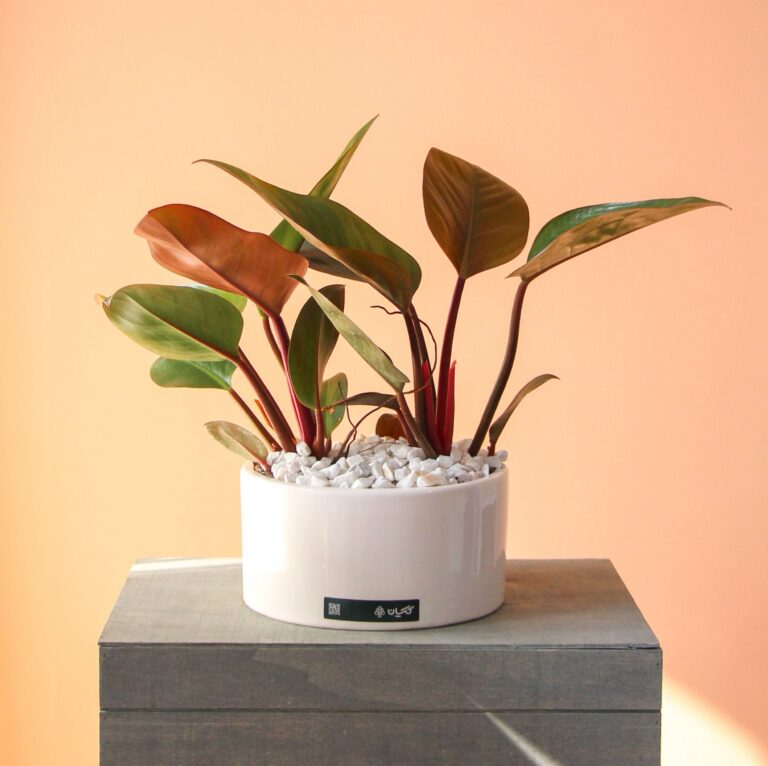 فیلودندرون ردکنگو پر شاخه