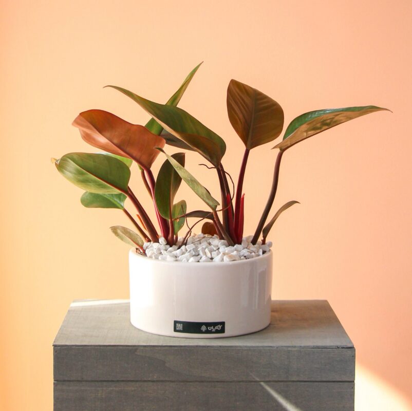 فیلودندرون ردکنگو پر شاخه