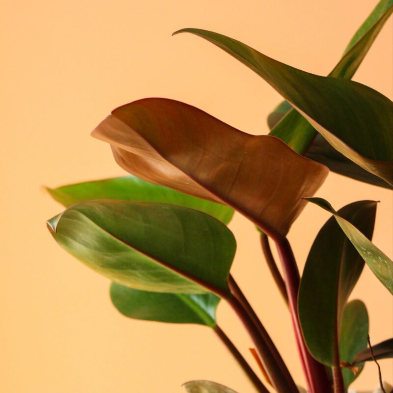 فیلودندرون رد کنگو