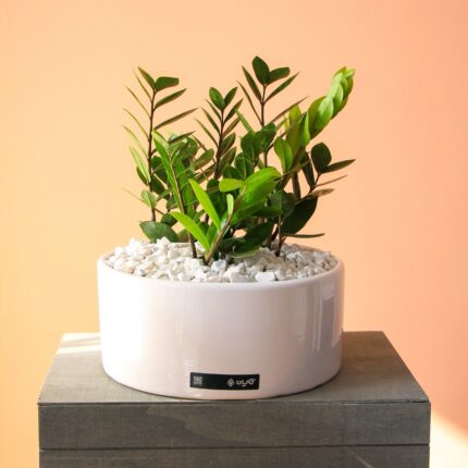 گلدان سرامیکی زاموفیلیا بزرگ و پر شاخه