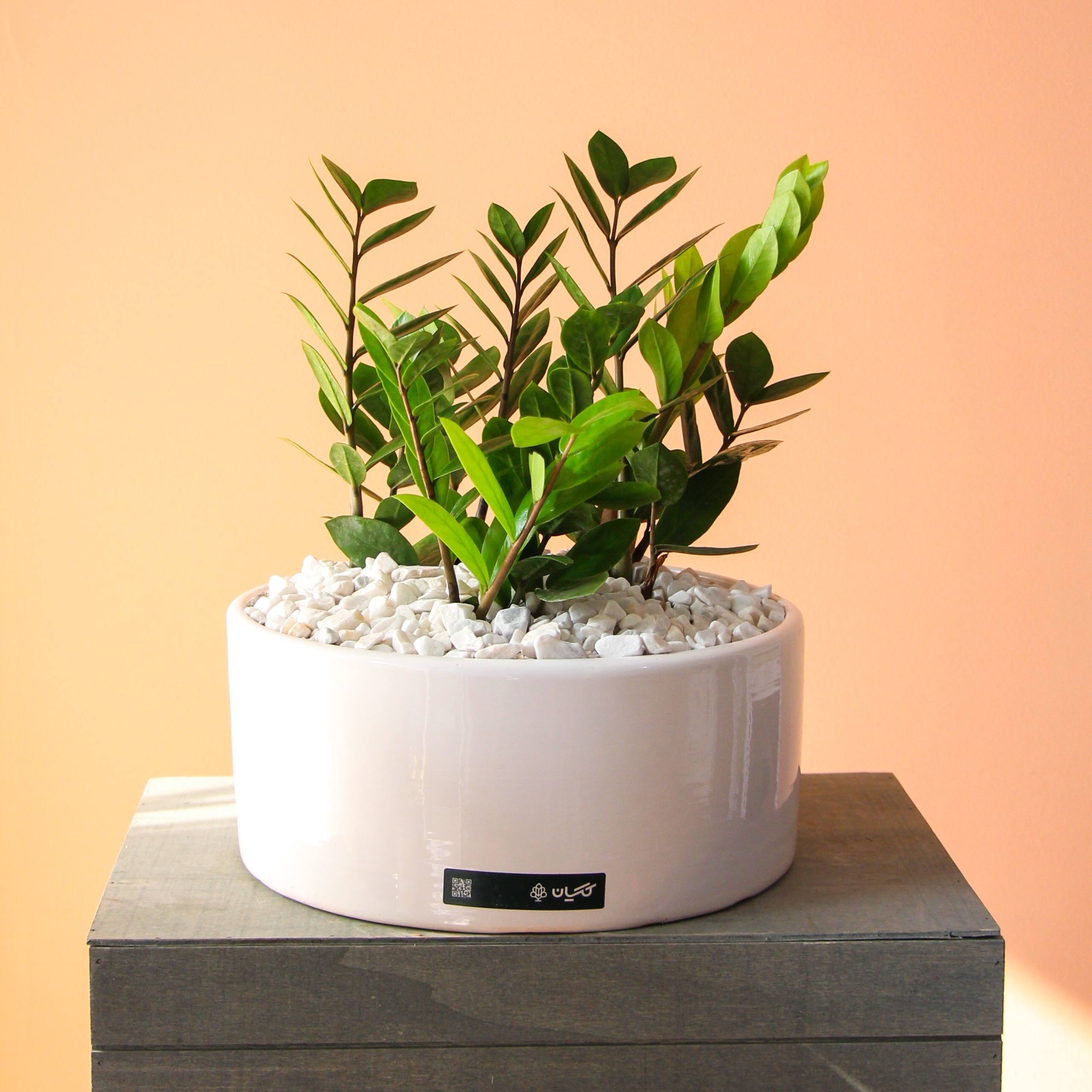 photo_35_2025-12-05_13-39-09 گلدان سرامیکی زاموفیلیا بزرگ و پر شاخه