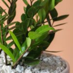 زاموفیلیا پر شاخه و مقاوم