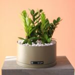 زاموفیلیا بزرگ و پر شاخه و مقاوم