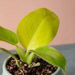 فیلودندرون لیمویی با گلدان سرامیکی مامان