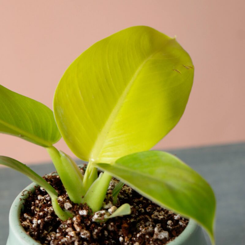 فیلودندرون لیمویی با گلدان سرامیکی مامان