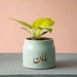 فیلودندرون لیمویی با گلدان خاص مامان هدیه روز مادر