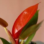 فیلندرون پرتقالی برگ نارنجی با گلدان خاص مامان هدیه روز مادر