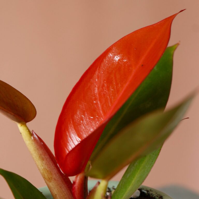 فیلندرون پرتقالی برگ نارنجی با گلدان خاص مامان هدیه روز مادر