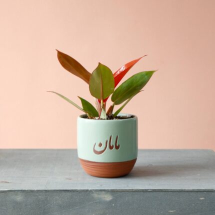 فیلودندرون پرتقالی با گلدان خاص مامان هدیه روز مادر