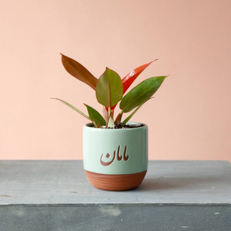 فیلودندرون پرتقالی با گلدان خاص مامان هدیه روز مادر