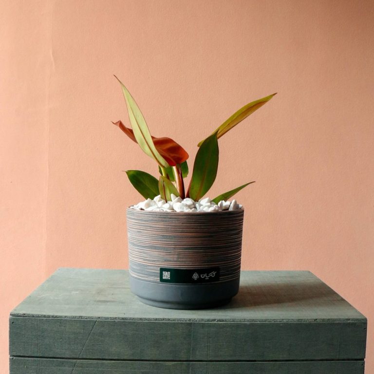 فیلودندرون پرتقالی به همراه گلدان سرامیکی