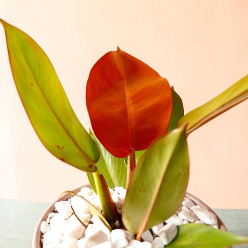 گلدان فیلندرون پرتقالی با گلفروشی گیان