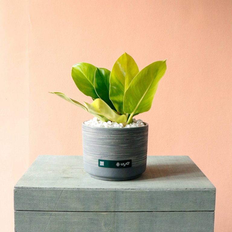 فیلودندرون لیمویی به همراه گلدان سرامیکی - گلفروشی گیان