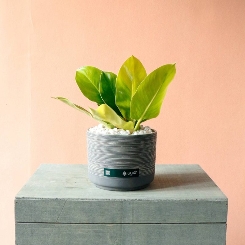 فیلودندرون لیمویی به همراه گلدان سرامیکی - گلفروشی گیان