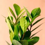 زاموفیلیا به همراه گلدان سرامیکی سایز متوسط