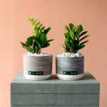 زاموفیلیا به همراه گلدان سرامیکی سایز متوسط