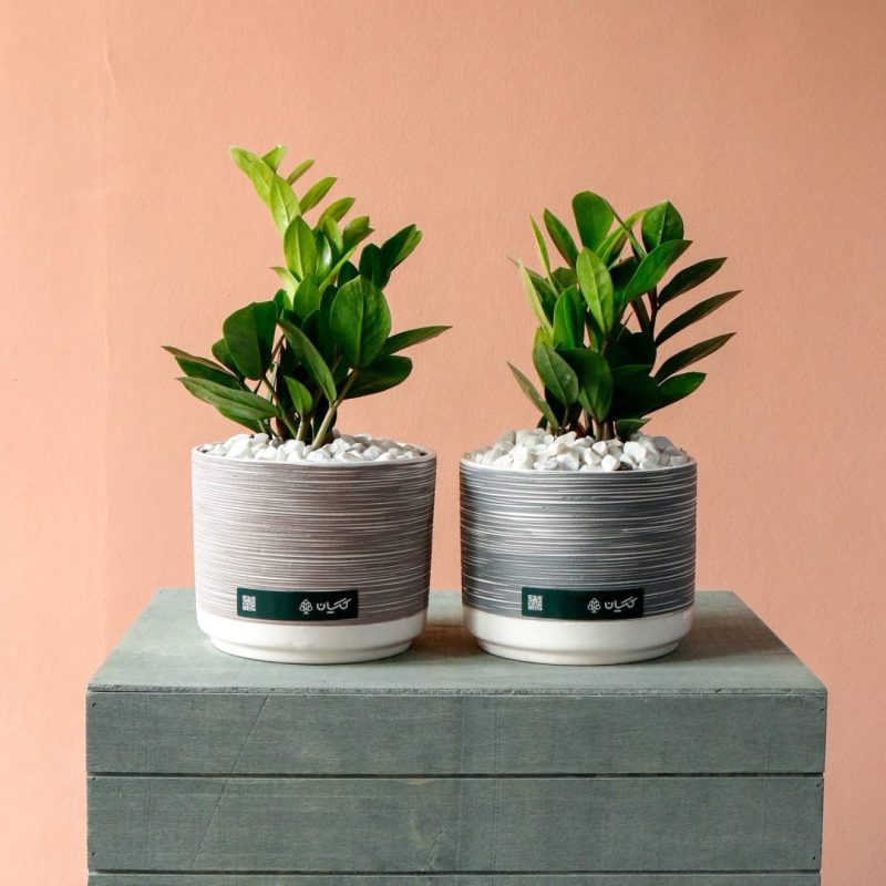 زاموفیلیا به همراه گلدان سرامیکی سایز متوسط