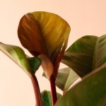 فیلندرون رد کنگو