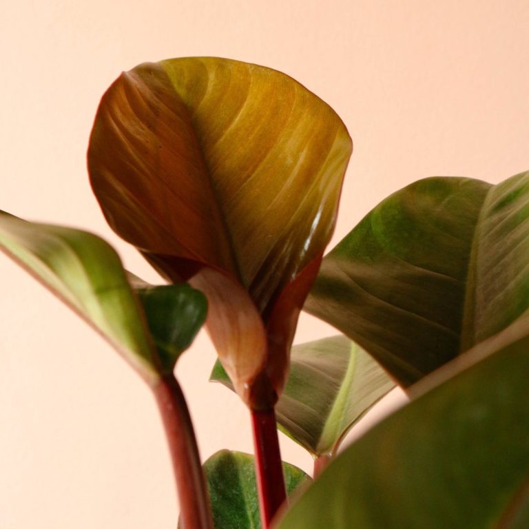 فیلندرون رد کنگو