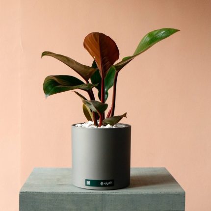 فیلودندرون ردکنگو بزرگ به همراه گلدان پلیمری