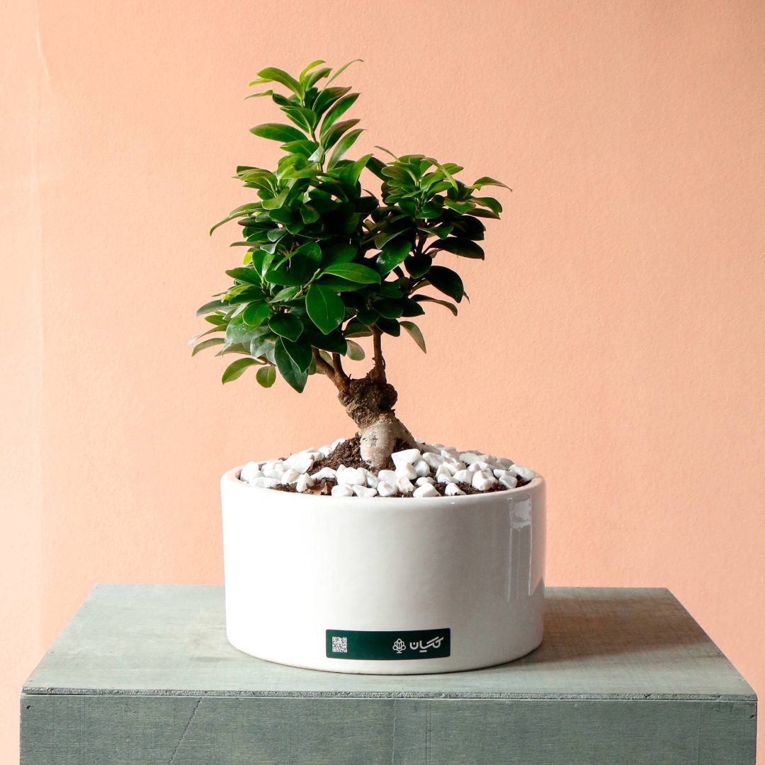 photo_23_2025-12-01_13-57-23 یونسای جنسینگ کوچک گیاه آپارتمانی