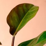 فیلودندرون ردکنگو