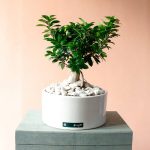 بونسای جنسینگ بزرگ با گلدان سفید و قیمت مناسب