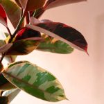 فیکوس شرابی گیاه آپارتمانی مقاوم برای روز مادر گل گیان