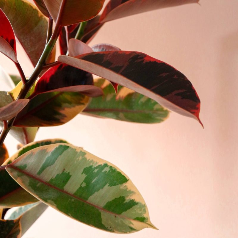 فیکوس شرابی گیاه آپارتمانی مقاوم برای روز مادر گل گیان