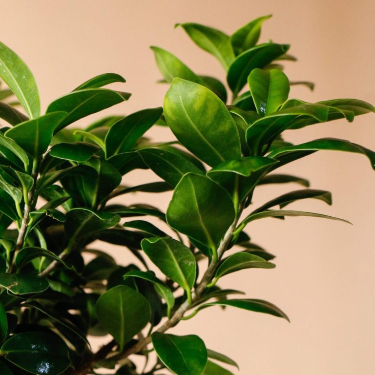 بونسای جنسینگ به همراه گلدان سرامیکی سفید