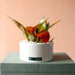 فیلودندرون پرتقالی با گلدان سرامیکی گیاه آپارتمانی با برگ نارنجی گل گیان