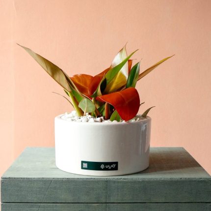 فیلودندرون پرتقالی با گلدان سرامیکی گیاه آپارتمانی با برگ نارنجی گل گیان