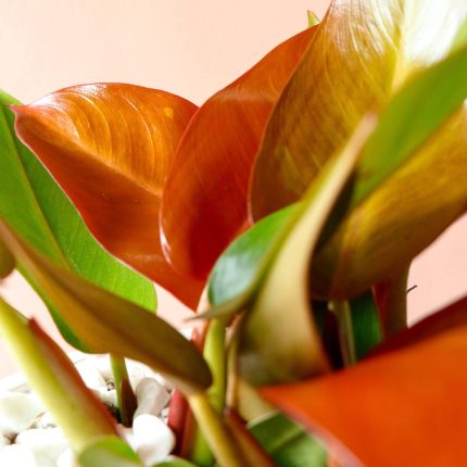 گیاه آپارتمانی برگ نارنجی هدیه روز مادر