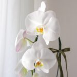 گلدان ارکیده سفید مینیمال