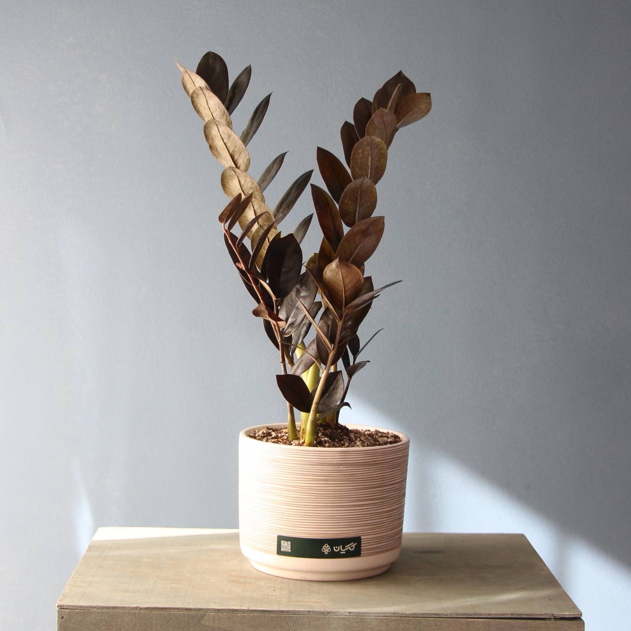 photo_2026-01-02_12-58-24