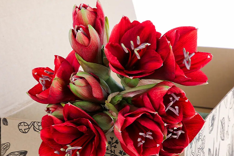 گل آماریلیس