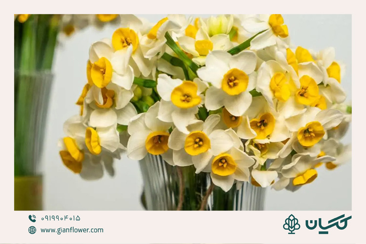 گل نرگس برای یک دسته گل جلسه دفاع خوش عطر