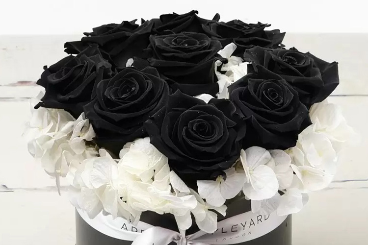 معنی گل رز سیاه نماد چیست